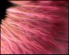 Avatar Img